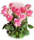 USA Roses USA,,:Single Color Roses Long